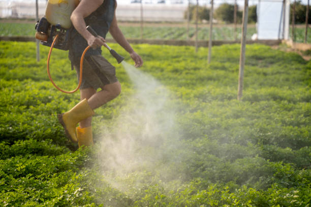 Best Mosquito Control Services  in Southaven, MS